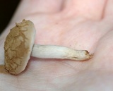 Asterophora lycoperdoides image