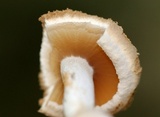 Asterophora lycoperdoides image