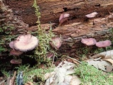 Callistosporium purpureomarginatum image