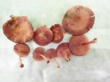 Callistosporium purpureomarginatum image