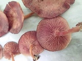 Callistosporium purpureomarginatum image
