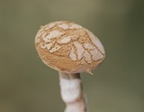 Asterophora lycoperdoides image