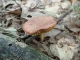 Phylloporus leucomycelinus image