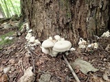 Entoloma abortivum image