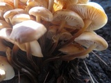 Flammulina populicola image