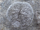 Dirina massiliensis image