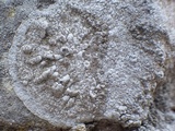 Dirina massiliensis image