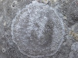 Dirina massiliensis image