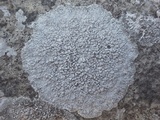 Dirina massiliensis image
