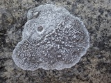 Dirina massiliensis image