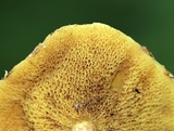 Suillus americanus image