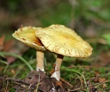 Suillus americanus image