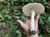 Amanita canescens image