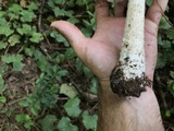 Amanita canescens image