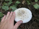 Amanita canescens image