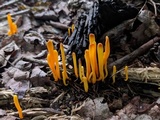 Clavulinopsis laeticolor image