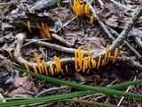 Clavulinopsis laeticolor image
