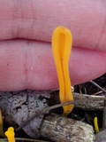Clavulinopsis laeticolor image