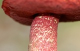 Butyriboletus frostii image