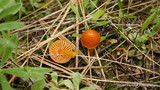 Hygrocybe psittacina var. perplexa image