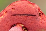 Butyriboletus frostii image
