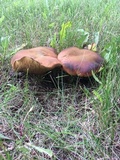 Boletus luridus image