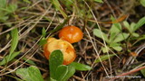 Hygrocybe psittacina var. perplexa image