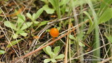 Hygrocybe psittacina var. perplexa image