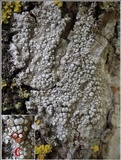 Dirina ceratoniae image