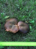 Boletus luridus image