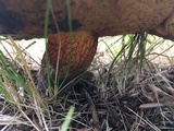 Boletus luridus image