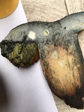 Boletus luridus image