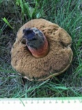 Boletus luridus image
