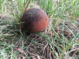 Boletus luridus image