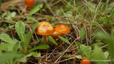 Hygrocybe psittacina var. perplexa image