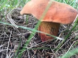Boletus luridus image