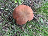 Boletus luridus image
