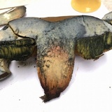 Boletus luridus image