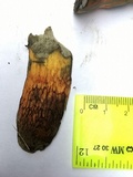 Boletus luridus image