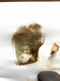 Boletus luridus image