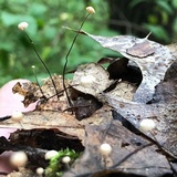 Marasmius capillaris image