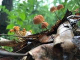 Marasmius siccus image