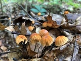 Marasmius siccus image