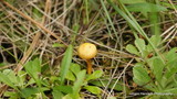 Hygrocybe psittacina var. perplexa image