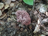 Ramaria coulterae image