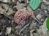 Ramaria coulterae image
