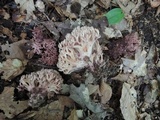 Ramaria coulterae image