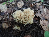 Ramaria pallida image