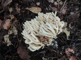 Ramaria pallida image