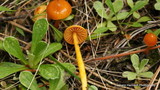 Hygrocybe psittacina var. perplexa image
